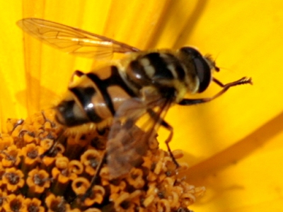 busybee